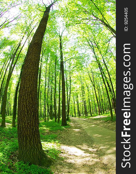 Green forest  background in sunny day. Green forest  background in sunny day