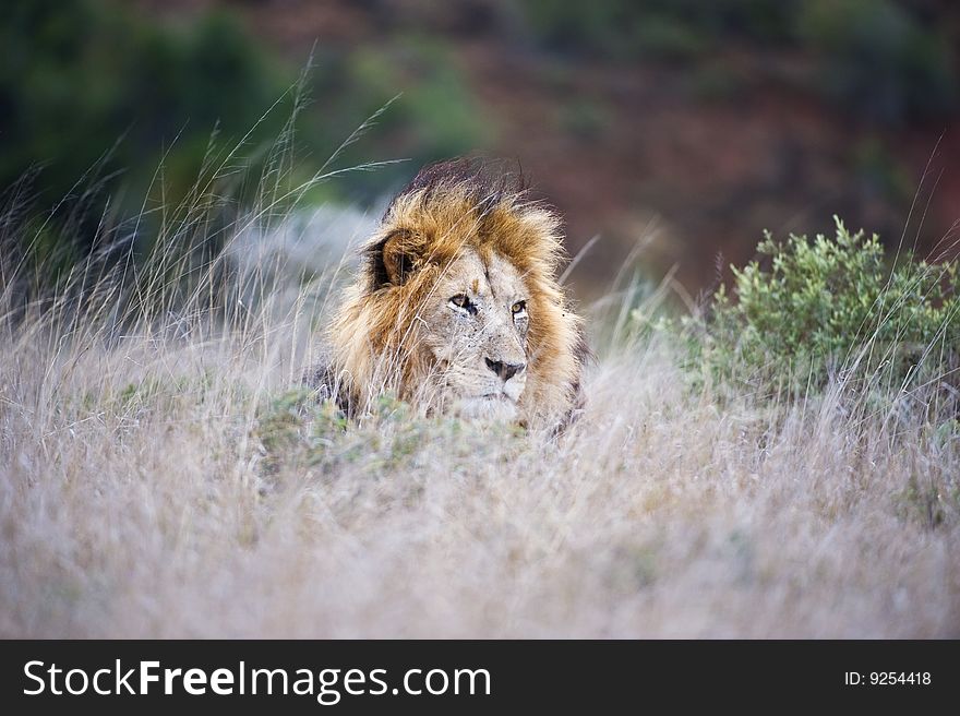 A large Male lion lies in the long Grass. A large Male lion lies in the long Grass