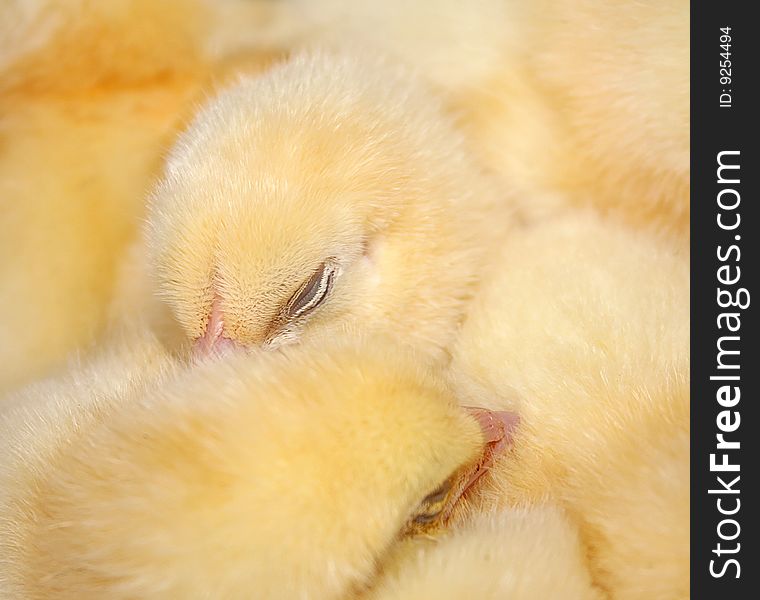 The Sleeping small chicken.The Age one day. The Sleeping small chicken.The Age one day.