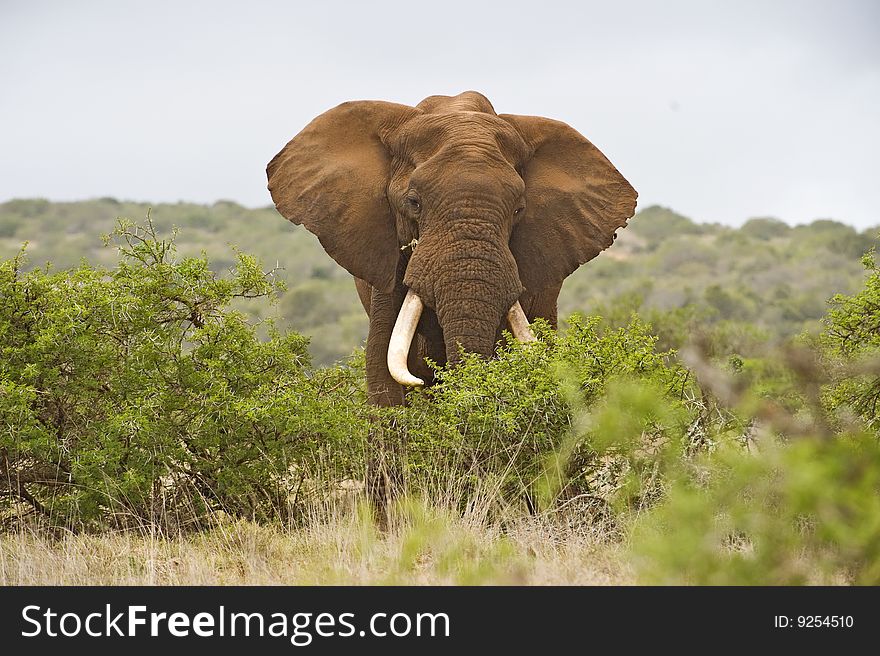 A large Bull Elephant Flaps his ears at me. A large Bull Elephant Flaps his ears at me