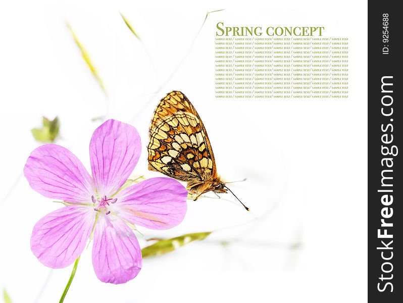 Spring concept. butterfly and flora against white background.