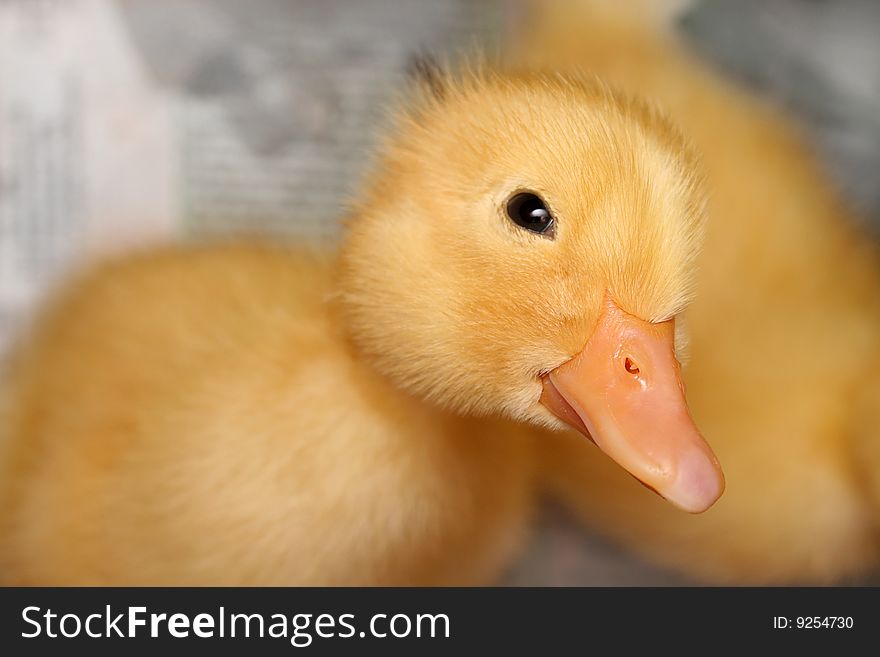 The Duckling.