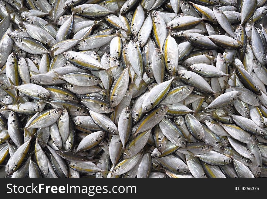Many Damsel Fish Fresh
