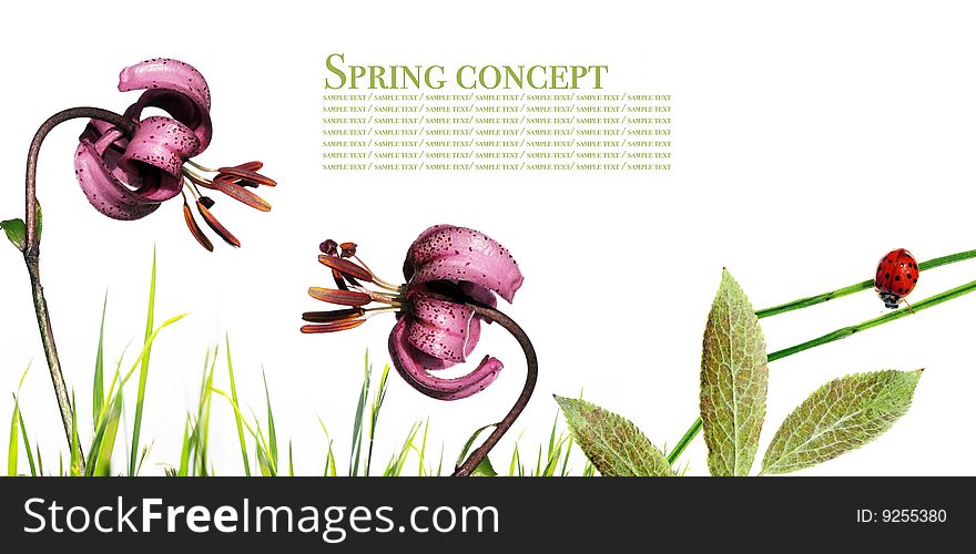 Spring concept. flora and ladybird against white background.