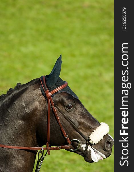 A black horse eating grass in a meadow, its head down.