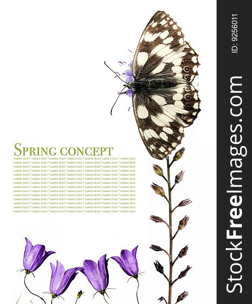 Spring concept. butterfly and flora against white background.