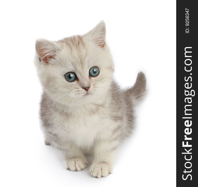 Little brittish silver kitten over white background. Little brittish silver kitten over white background