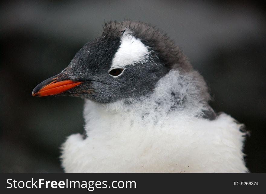 Gentoo penguin standing and posing for portrait.