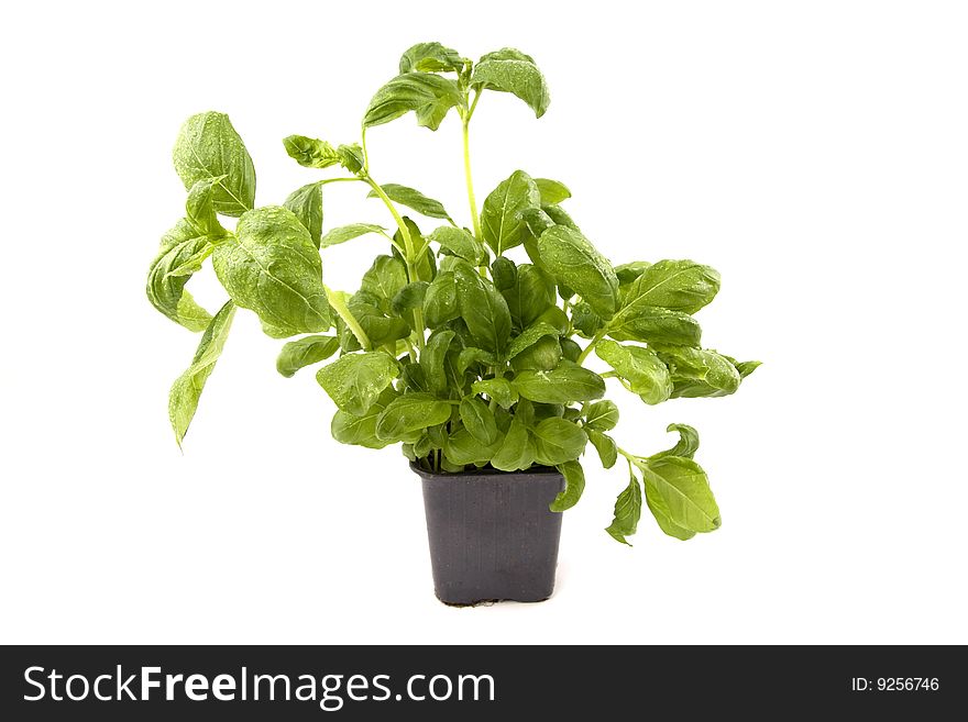 Green basil on the white background