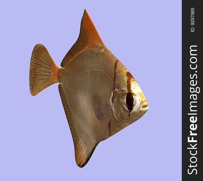 Malay Angel Fish in water With Clipping Path