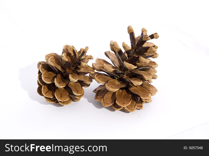 Natural cones of the withe background