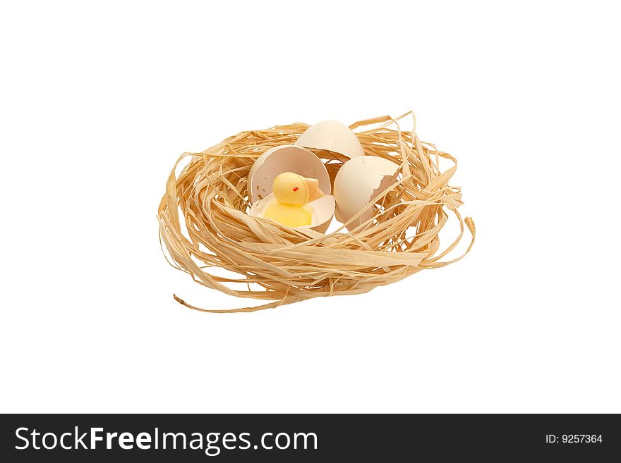 Chick in the nest on a white background