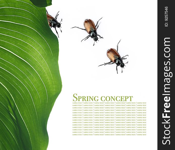 Spring concept. flora and beetles against white background.