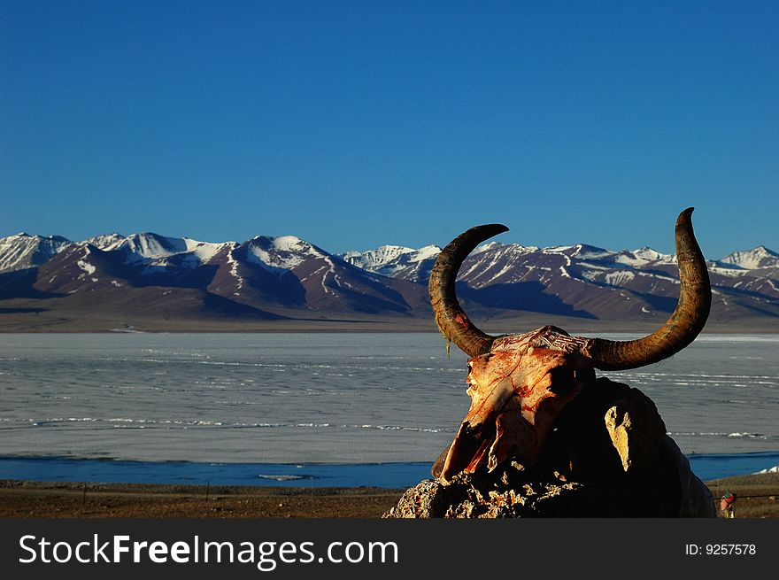 Yak skull with horns at the bank of a lake in Tibet. Yak skull with horns at the bank of a lake in Tibet