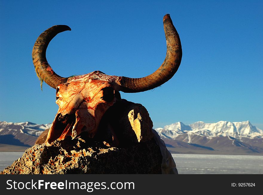 Yak skull with horns at the bank of a lake in Tibet. Yak skull with horns at the bank of a lake in Tibet