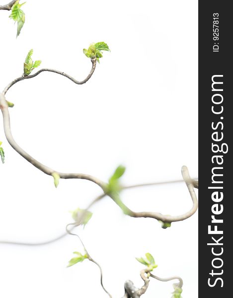 Spring concept. gnarly branches with young leaves against white background (shallow depth of field)