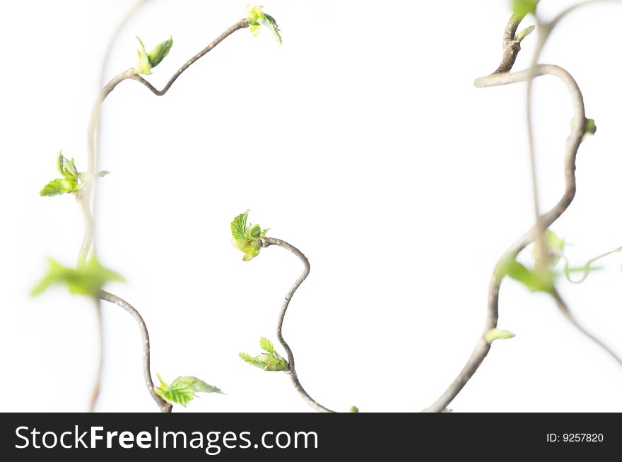 Spring concept. gnarly branches with young leaves against white background (shallow depth of field)