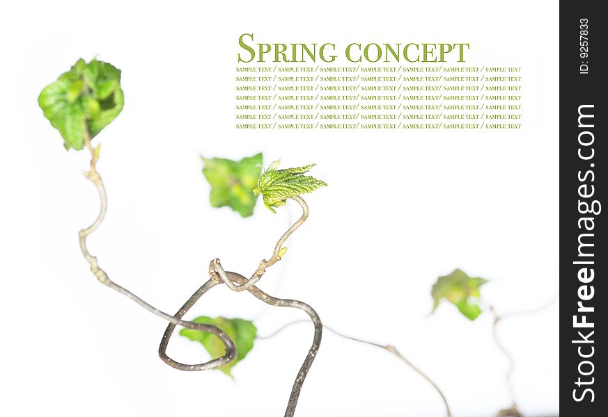 Spring concept. gnarly branches with young leaves against white background (shallow depth of field)