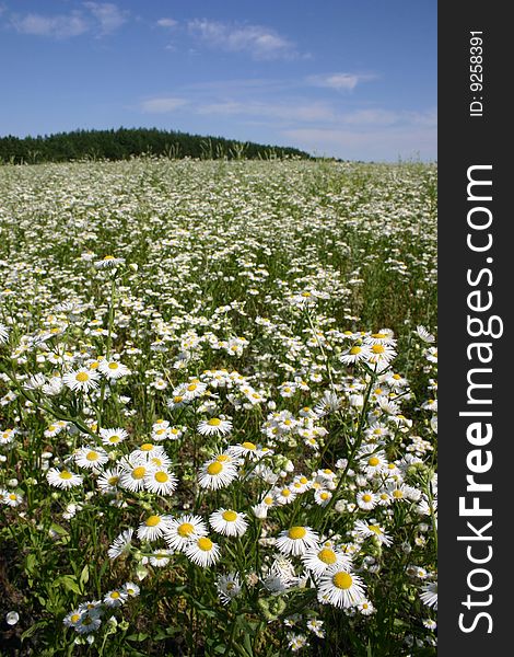 Fine summer kind of a colorful lawn with white flowers growing on a background of  blue sky. Fine summer kind of a colorful lawn with white flowers growing on a background of  blue sky