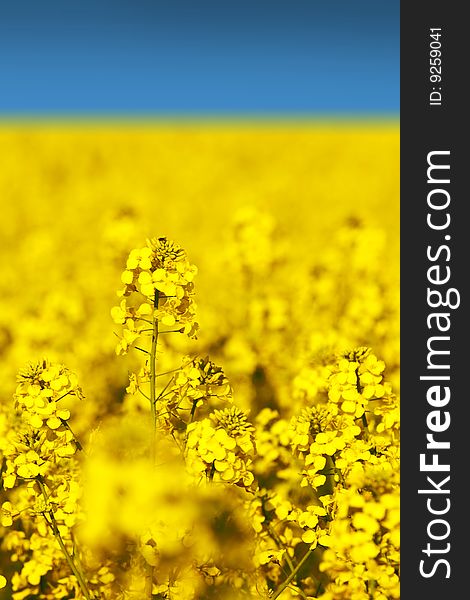 Closeup rape field and blue sky