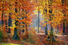 Free Nature, Woodland, Temperate Broadleaf And Mixed Forest, Ecosystem Stock Image - 92525591
