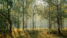 Free Woodland, Ecosystem, Nature, Forest Stock Photos - 92525623