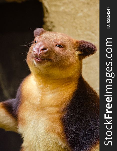 Goodfellow&#x27;s tree-kangaroo