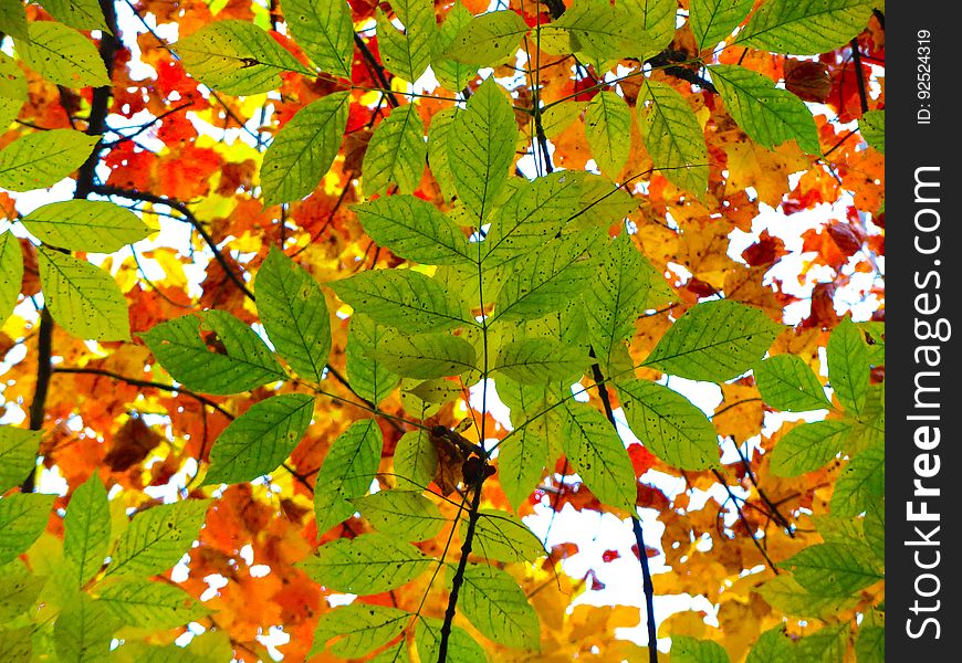 Contrasting Leaves on Trees