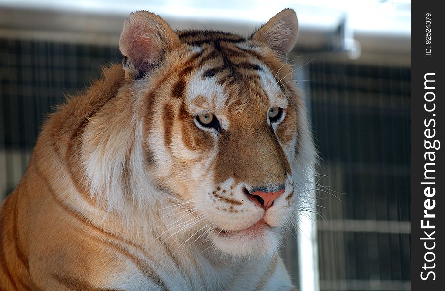 Orange Bengal Tiger 5