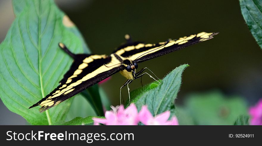 Closeup of a swallowtail butterfly.