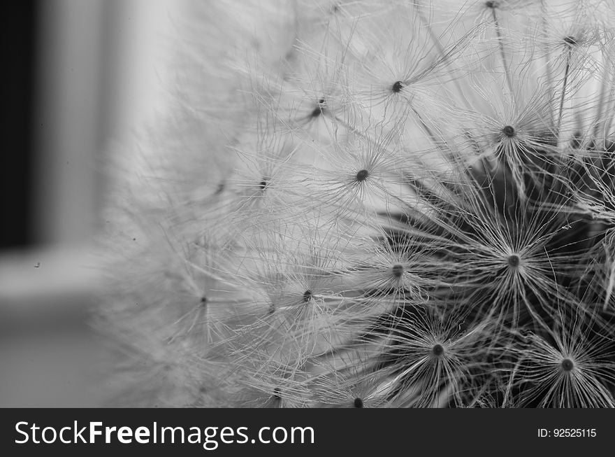 Closeup black and white view of dandelion flower seed head.