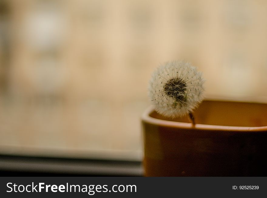 A dandelion that's gone to seed rests in a pot. A dandelion that's gone to seed rests in a pot.