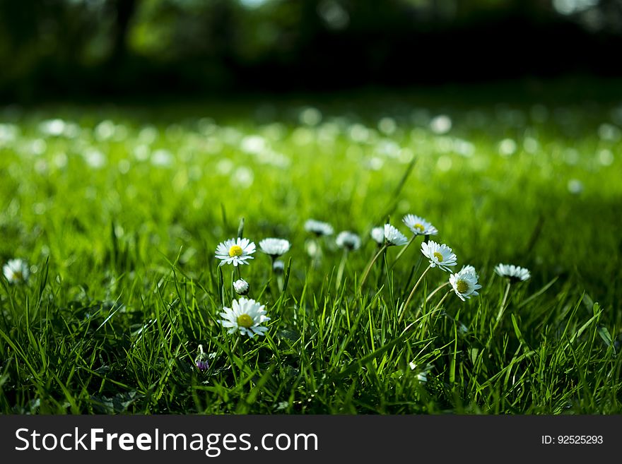 Daisies blooming in a lush, green meadow. Daisies blooming in a lush, green meadow.