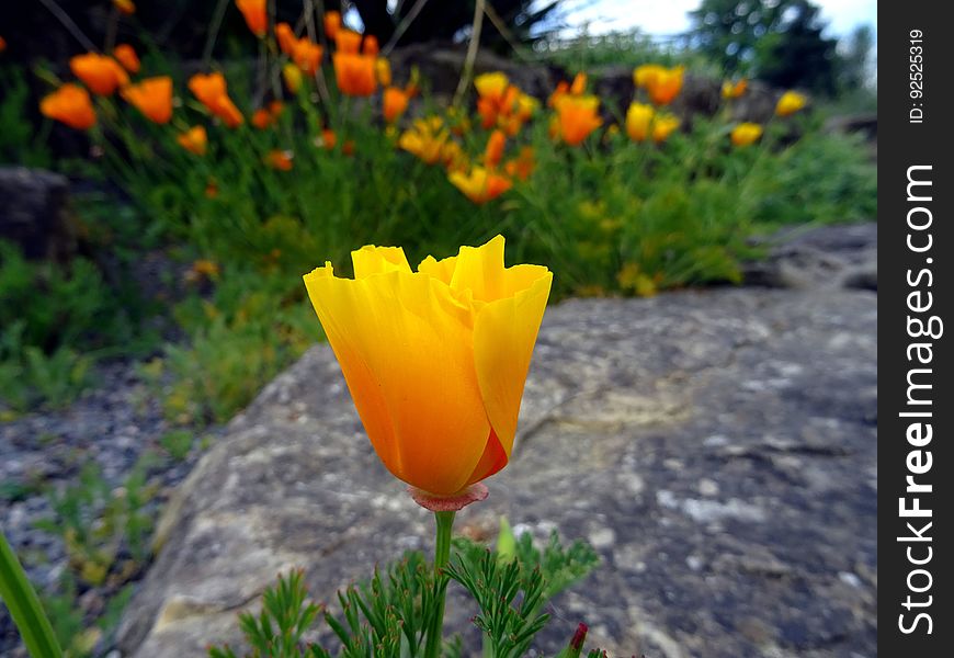 Yellow Flower