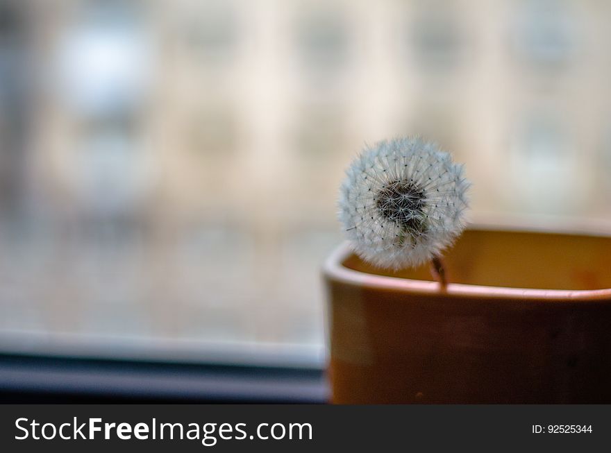 Dandelion clock in brown vase