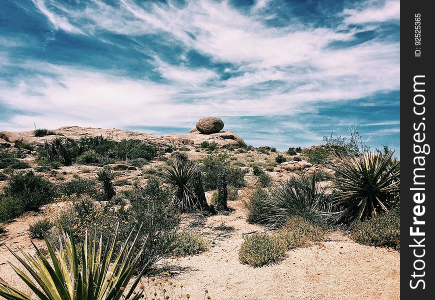 A rocky desert landscape with agave plants.