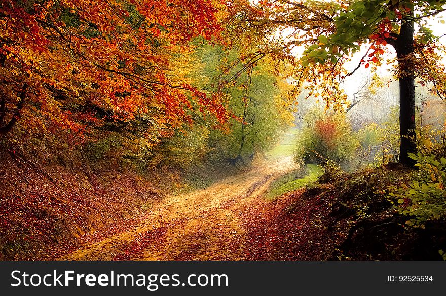 Nature, Woodland, Autumn, Forest