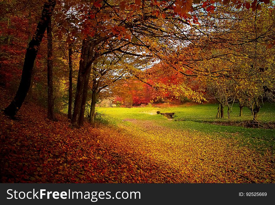 Nature, Autumn, Leaf, Woodland