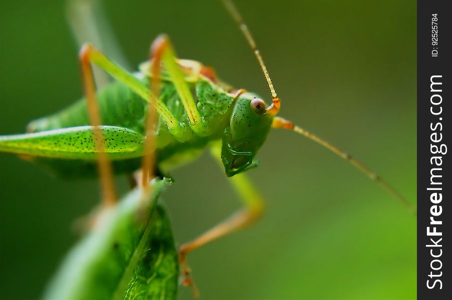 Insect, Locust, Cricket, Cricket Like Insect