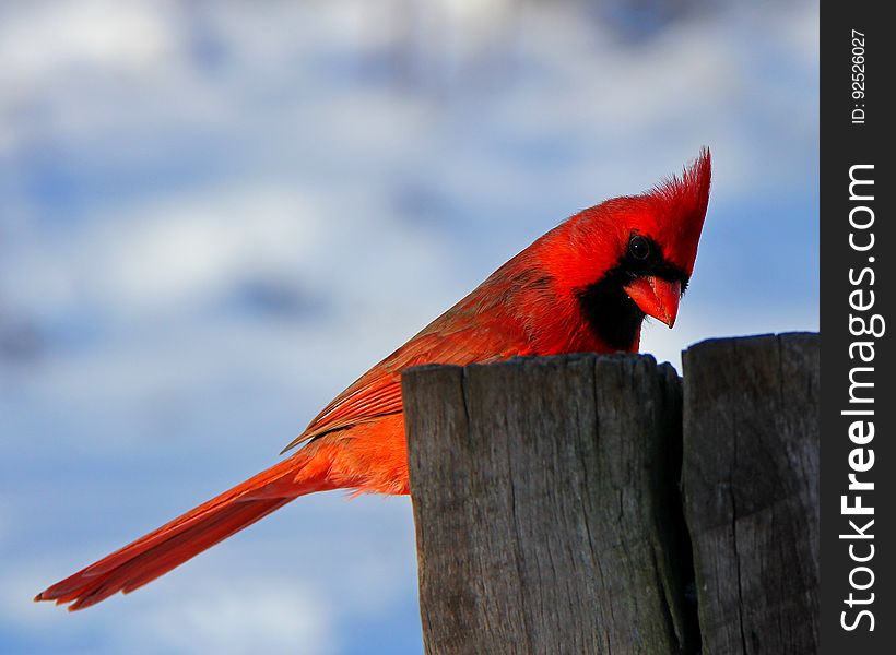 Bird, Red, Sky, Beak