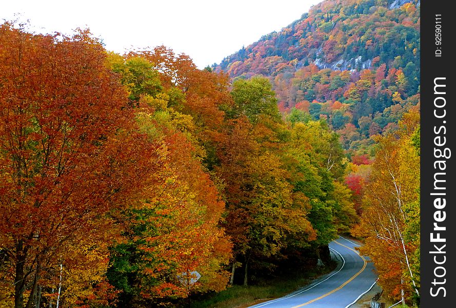 A Road Through Autumn
