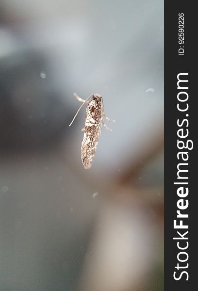 A very small &#x28;about 5mm&#x29; moth