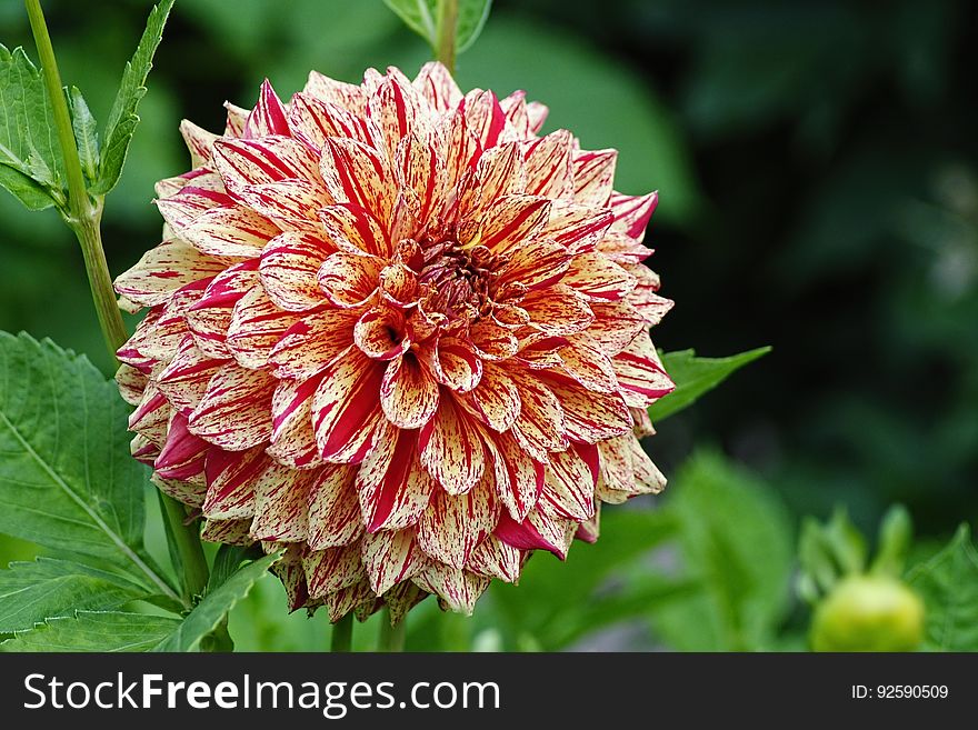 A white dahlia with dark red spots and stripes. A white dahlia with dark red spots and stripes.