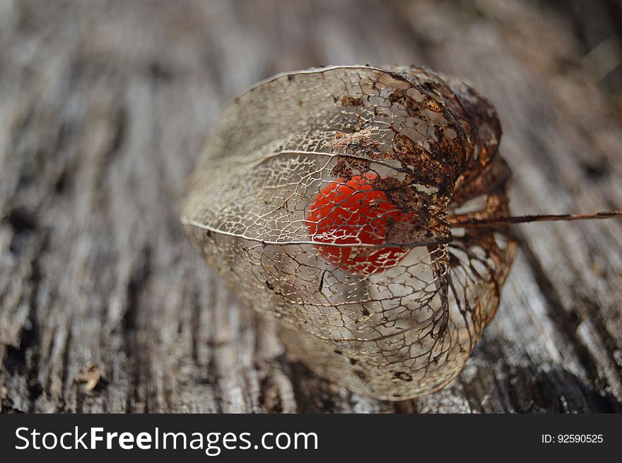 Chinese lantern (Physalis alkekengi ) fruit on a wooden background.