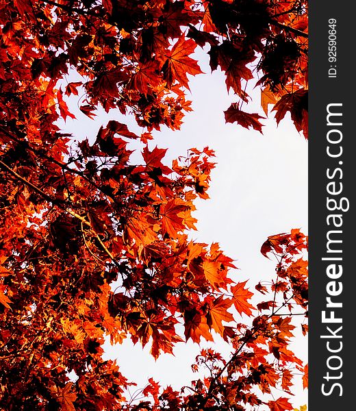 Background of red maple leaves.