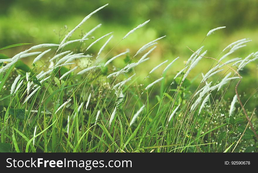 Closeup of a variety of grasses. Closeup of a variety of grasses.