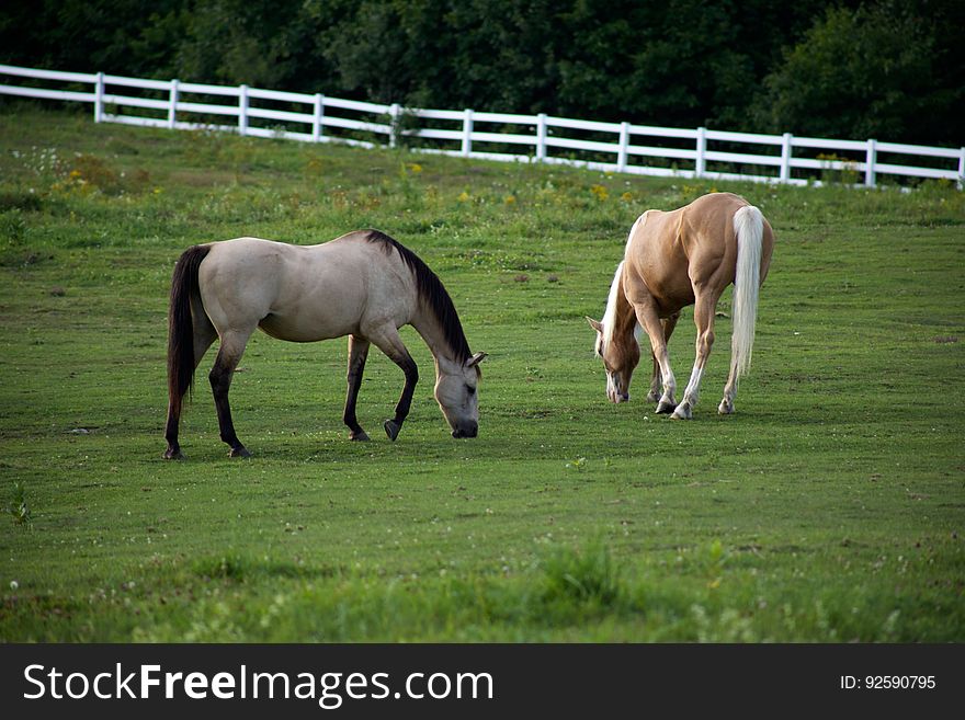 Horses In A Pasture
