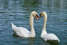 Two Swans In Love Stock Photography