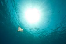 Ocean, Sun And Spotted Eagle Ray Stock Images Ocean, Sun And Spotted Eagle Ray Stock Images
