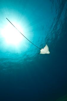 Ocean, Sun And Spotted Eagle Ray Stock Photo Ocean, Sun And Spotted Eagle Ray Stock Photo
